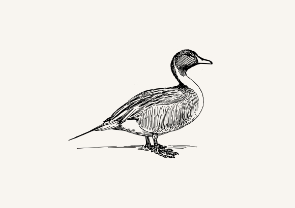 Zeichnung einer Ente von der Seite