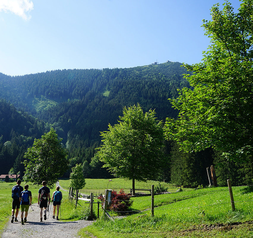 Spaziergänger auf einem Waldweg mit Aussicht auf grüne Hügel.