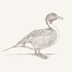 Darstellung einer Ente zum Entenmarsch im Herbst