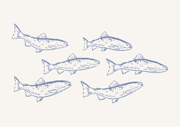 Zeichnung von Saiblingen zum Fischgenuss im Lindner