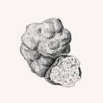 Zeichnung einer Trüffel Knolle