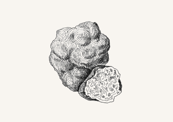 Zeichnung einer Trüffel Knolle