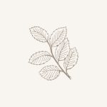 gezeichnetes Herbstblatt